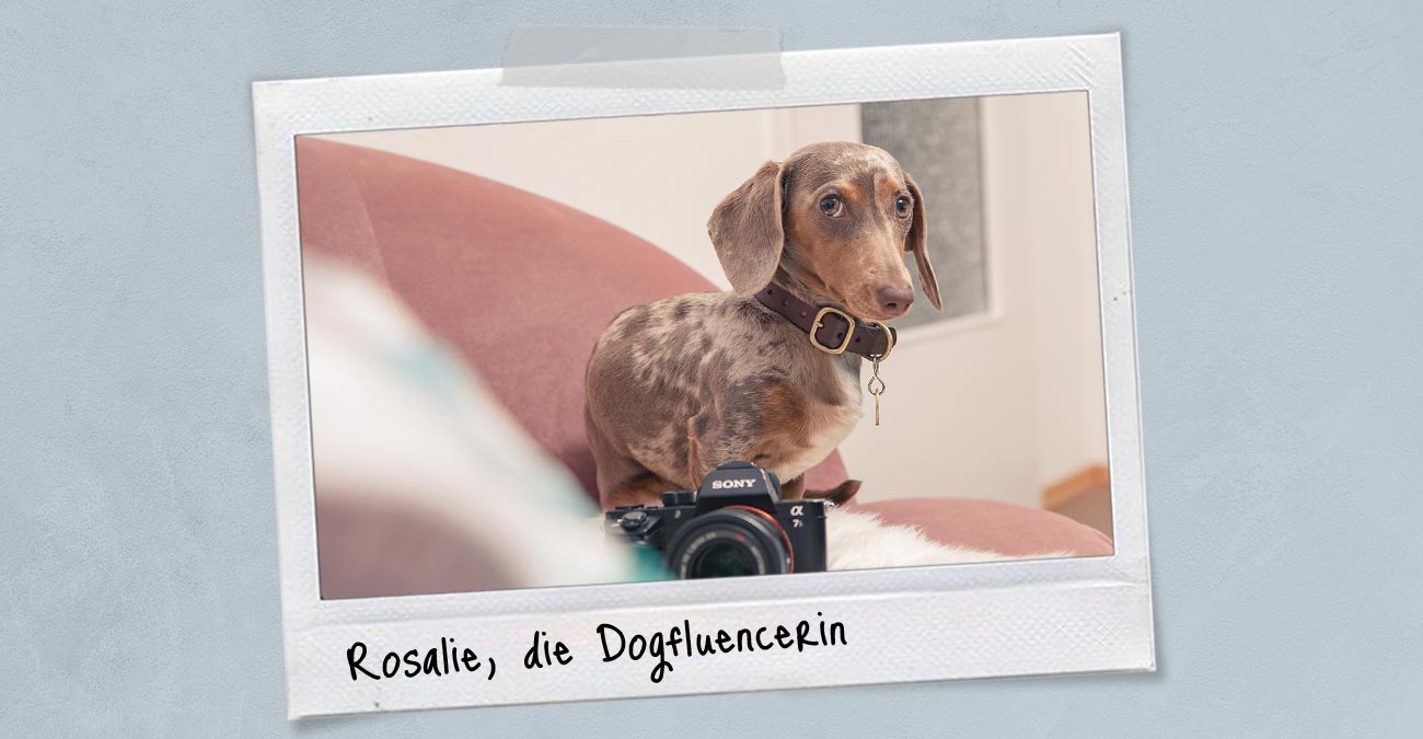Meet Rosi