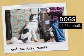Dogs of 43einhalb