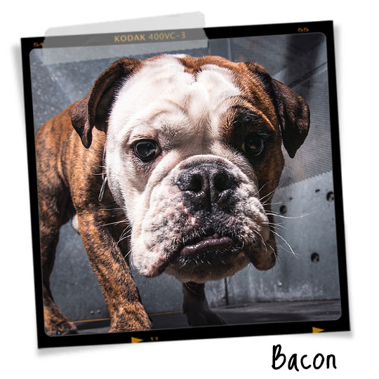 Bacon