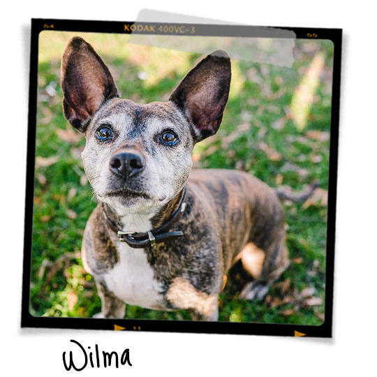 Wilma