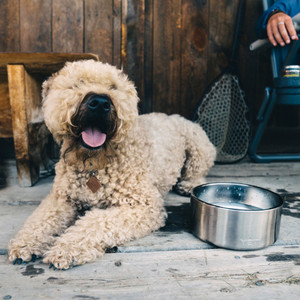 Boomer 4 Dog Bowl (silver)
